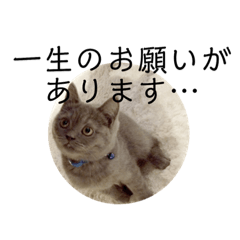 [LINEスタンプ] 真顔ぬこに言わせるシリーズ
