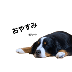[LINEスタンプ] ぼくの名前は、MAX。