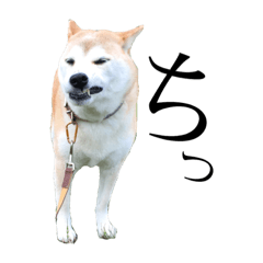 [LINEスタンプ] 八戸の柴犬あきちゃん