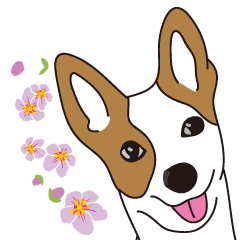 BORY、韓国の一般的な犬の日常生活