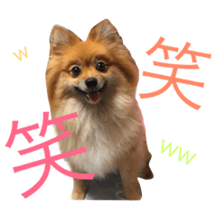 [LINEスタンプ] ポメラニアンdog