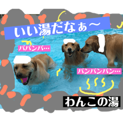 [LINEスタンプ] ゴールデンのニコと仲間たちの日常2