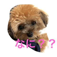 [LINEスタンプ] モモちゃんの日常