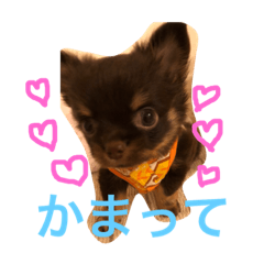 [LINEスタンプ] チョコ先生1