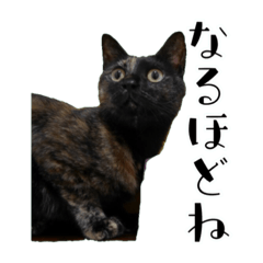 [LINEスタンプ] みたのスタンプ2