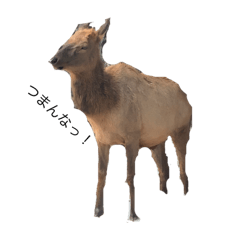 [LINEスタンプ] 動物達の色々な表現