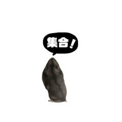 [LINEスタンプ] ハムスターのマグ 写真スタンプ 飲み会