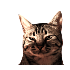 [LINEスタンプ] 愛猫しっぽの無言スタンプ。