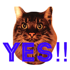 [LINEスタンプ] りか 2018 猫