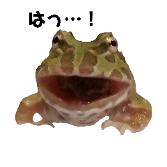 [LINEスタンプ] かどかどで。クランウェルツノガエル