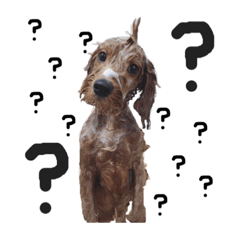[LINEスタンプ] コッカプーのトッティ