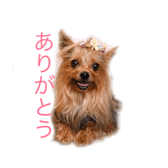 [LINEスタンプ] それ行け クド・ムト 1
