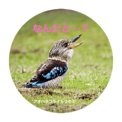 [LINEスタンプ] オーストラリアの野鳥で挨拶