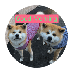 [LINEスタンプ] 秋田犬 ポチ＆ハチ Part2