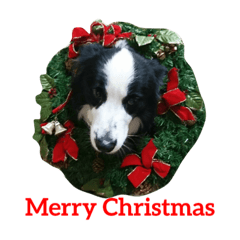 [LINEスタンプ] ボーダーコリー犬の1年 Border Collie