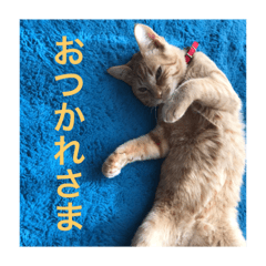 [LINEスタンプ] 茶トラさんのつぶやき