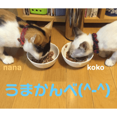 [LINEスタンプ] 栃木弁なニャンコです(^-^)2 by nana＆koko