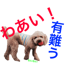 [LINEスタンプ] 愛しのトイプーちゃん1