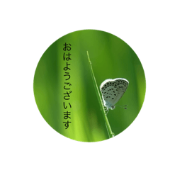 [LINEスタンプ] 虫の「おはよう」スタンプ