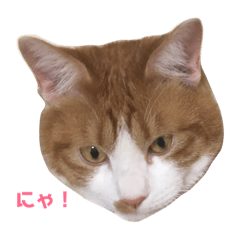 [LINEスタンプ] ぽんち隊長と愉快な仲間たちのスタンプ！