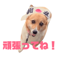 [LINEスタンプ] ぽっちゃりコーギーはなさんの日常。3