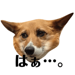 [LINEスタンプ] ぽっちゃりコーギーはなさんの日常。