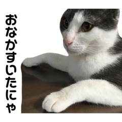[LINEスタンプ] 灰白猫クリンとサバトラのトラ