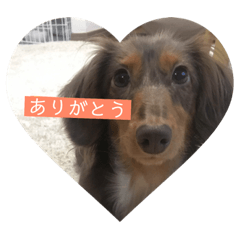 [LINEスタンプ] 愛犬Kölsch 2