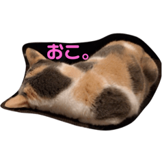 [LINEスタンプ] 小鉄と小梅と小春の猫スタンプ