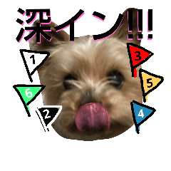 [LINEスタンプ] 愛犬たちの日常スタンプ