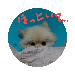 [LINEスタンプ] ポメラニアンのペロリーヌ