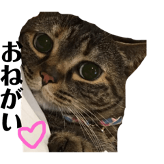 [LINEスタンプ] それいけまりんちゃん！