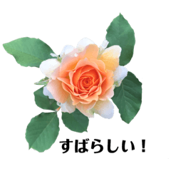 [LINEスタンプ] yasuおばさんの薔薇言葉の画像（メイン）