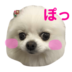 [LINEスタンプ] 白ポメのミルクちゃん