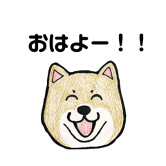 [LINEスタンプ] 柴犬のヤマト
