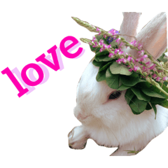 [LINEスタンプ] うさぎのももた