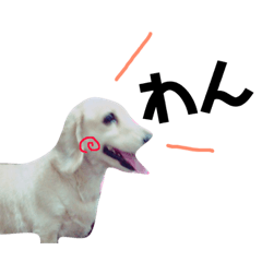 犬のまりこ
