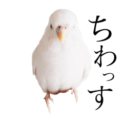 [LINEスタンプ] インコのオコメ一家とロッキー＆ポピー
