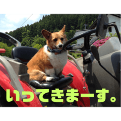 [LINEスタンプ] ぽっちゃりコーギーはなさんの日常。2