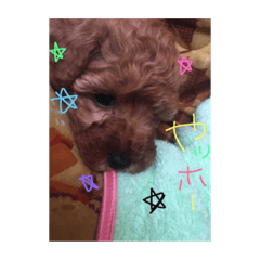 [LINEスタンプ] トイプードルのレオくん