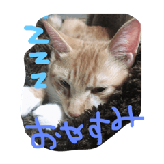 [LINEスタンプ] みー太郎の日常