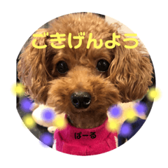[LINEスタンプ] ぱーるtoぷっち