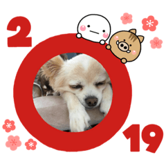 いまい家のわんこ
