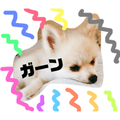 [LINEスタンプ] ポメラニアンのポンくん！