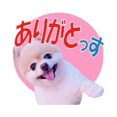 [LINEスタンプ] ポメラニアンMOKOさん