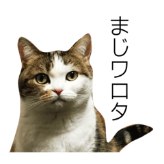 [LINEスタンプ] ねぎ。