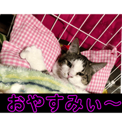 [LINEスタンプ] 私の家の猫達