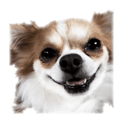 [LINEスタンプ] べ・べーやん 