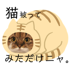 [LINEスタンプ] かわいいうちのねこ。 