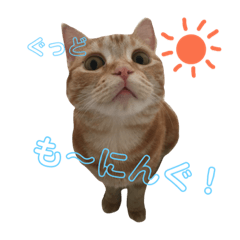 [LINEスタンプ] アメショー蘭ちゃん 